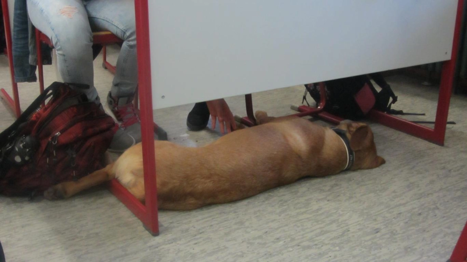 hund