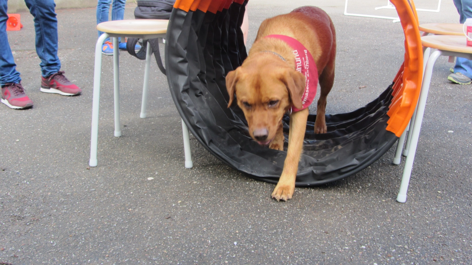 hund